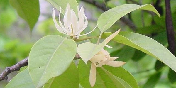 白蘭花的花語