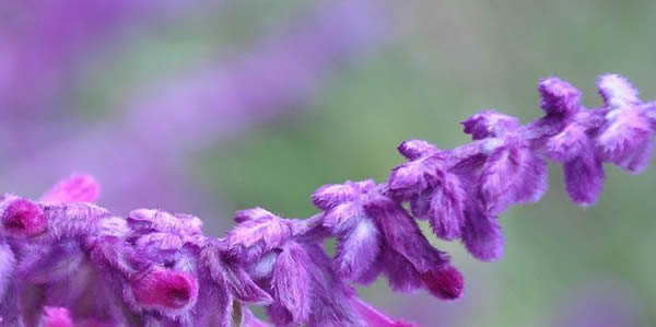 鼠尾草的花語