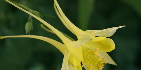 耬斗菜的花語