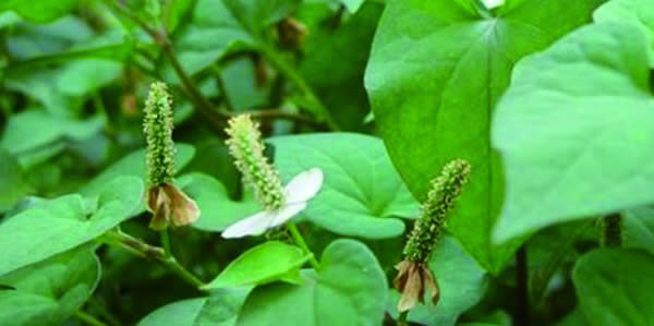 魚腥草的花語