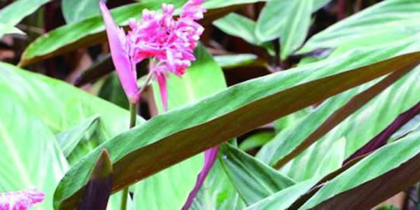 紫背竹芋的花語(yǔ)