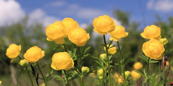 金蓮花的花語