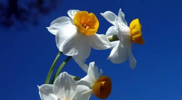 水仙花的花語(yǔ),水仙花的寓意和象征是什么