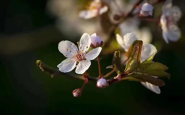 春分節(jié)氣的含義是什么,春分節(jié)氣的特點和風(fēng)俗簡介