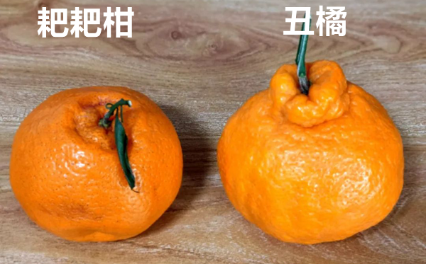 耙耙柑怎么讀,耙耙柑念pa還是ba,耙耙柑和橘子的區別是什么